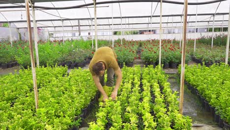 Florists-working-in-large-flower-greenhouse.